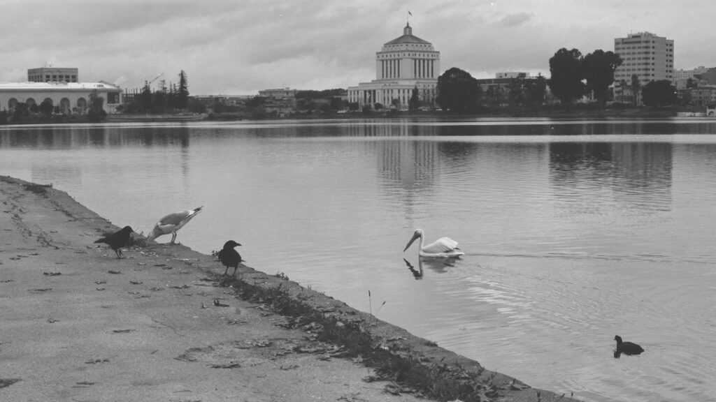a B&W photograph of Lake Merritt in Oakland, California, featuring several species of birds.