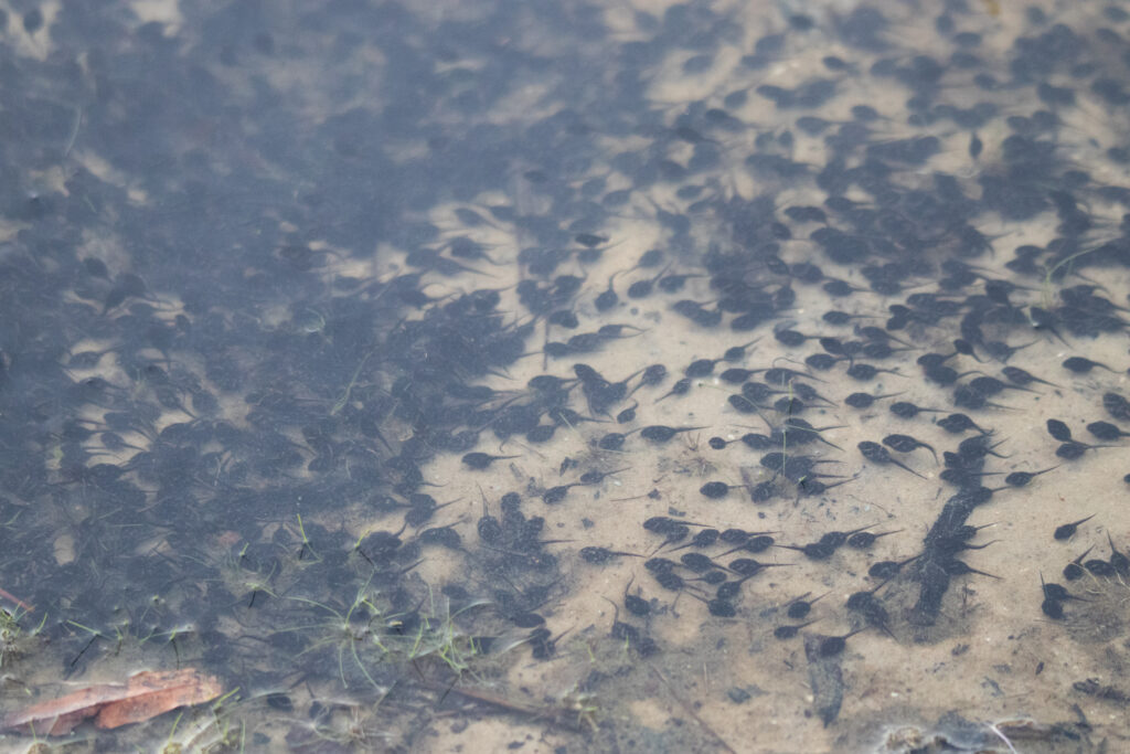 a close-in photograph of a lake's shore in Georgia, featuring untold numbers of tadpoles squirming around