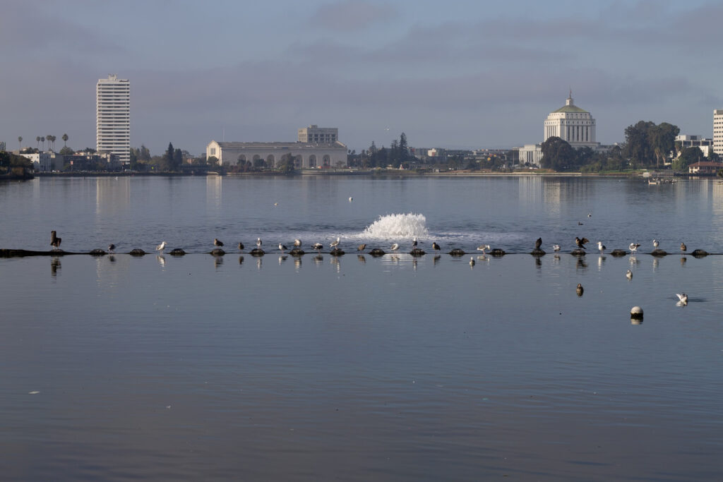 A landscape-orientation photograph of Lake Merritt, in Oakland, California, as seen from the pergola. Photo take in 2025. A fountain is beginning to spray water as many birds gather on a barrier nearby.