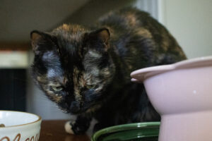 a color photograph of a tortoiseshell cat. The cat is standing between two food bowls, eyes lidded and back hunched. The head dominates the picture.